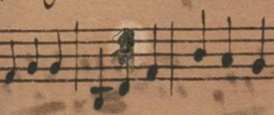bug notes